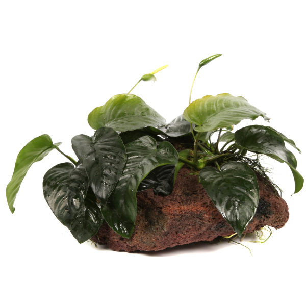 Anubias barteri auf Lavastein XL
