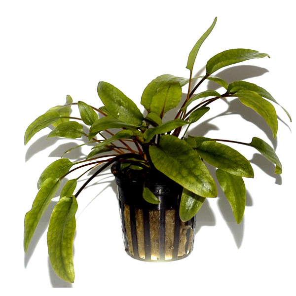 Cryptocoryne wendtii ''green''
