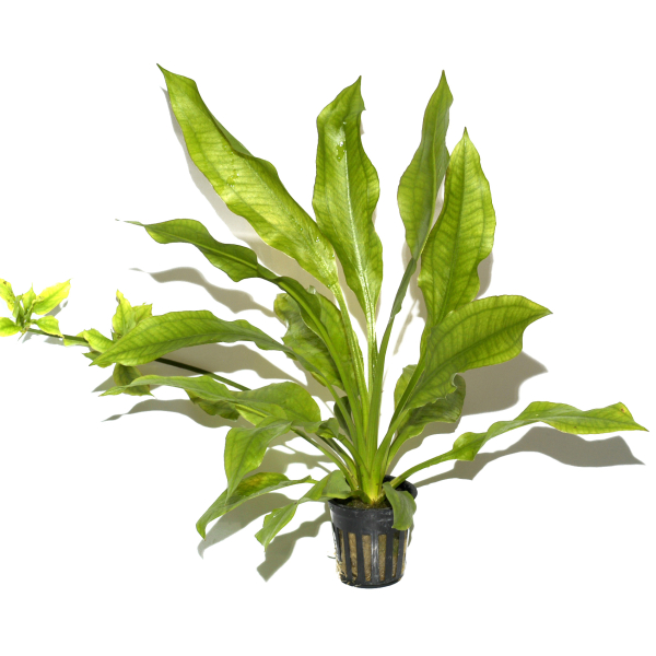 Echinodorus grisebachii "bleherae"