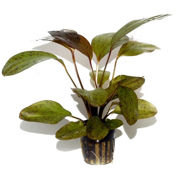 Echinodorus "Ozelot"