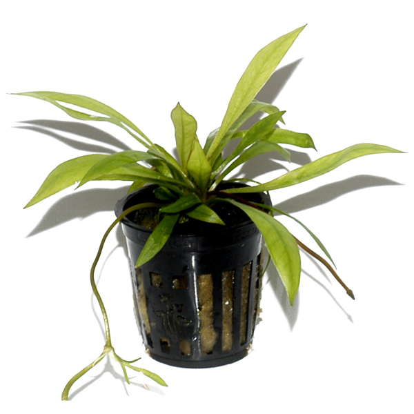 Helanthium bolivianum "Quadricostatus"