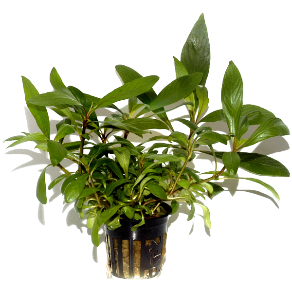 Hygrophila costata