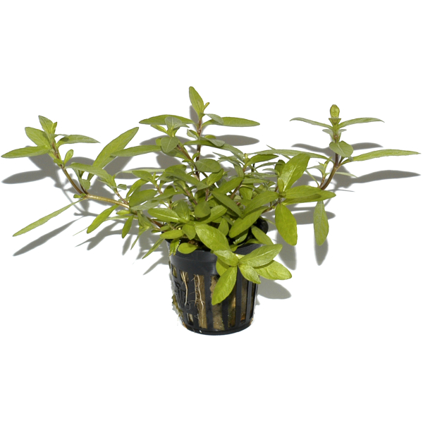 Hygrophila polysperma