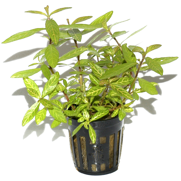 Hygrophila polysperma "Rosanervig"