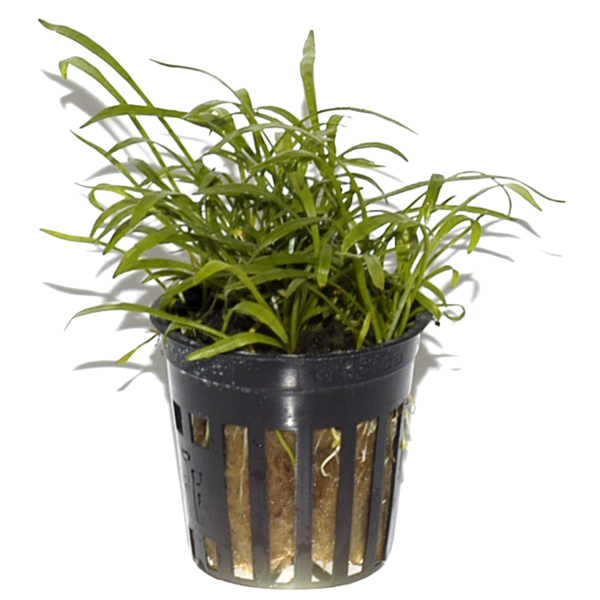 Lilaeopsis brasiliensis