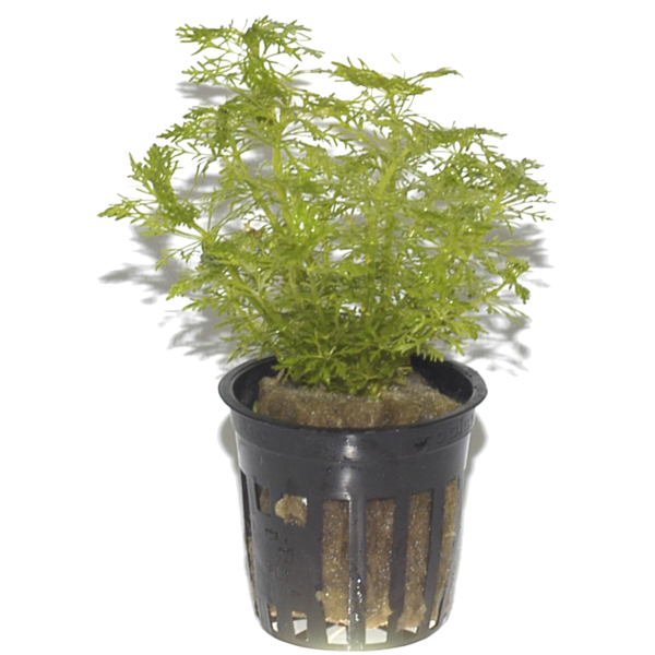 Limnophila aquatica