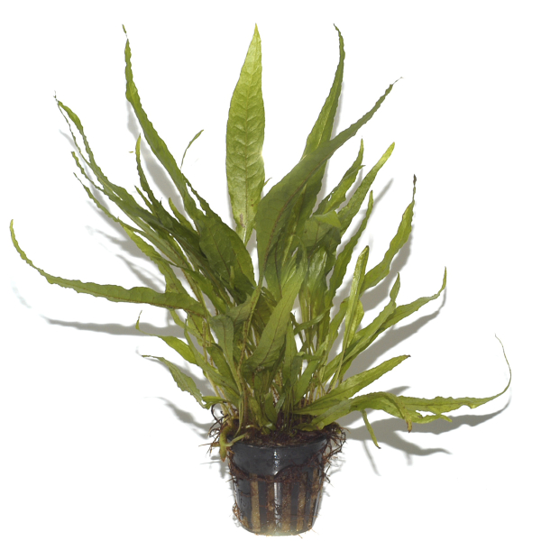 Microsorum pteropus