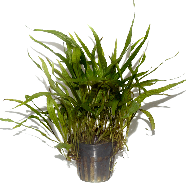 Microsorum pteropus "Narrow"