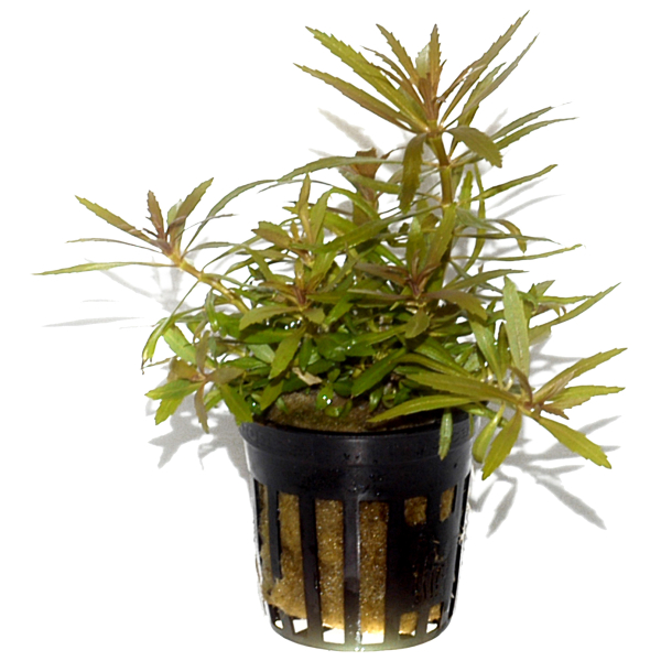 Pogostemon stellatus