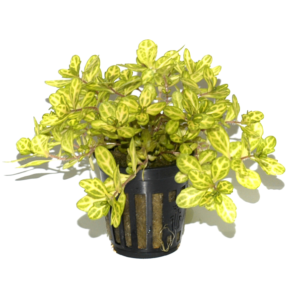 Shinnersia rivularis "Weiss-Grün"