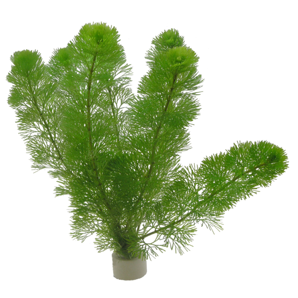 Bunde schnellwachsende Pflanzen - 5 Stk.