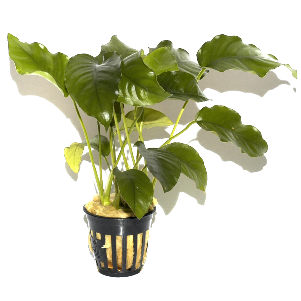 Anubias 3er Mix
