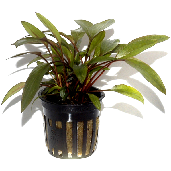 Cryptocoryne 3er Mix