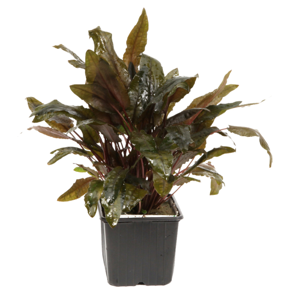 Cryptocoryne wendtii "Tropica" - Mutterpflanze