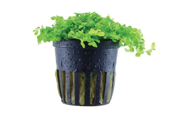 Micranthemum tweediei "Monte Carlo"