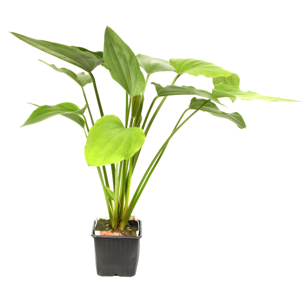 Echinodorus "palaefolius" - Mutterpflanze