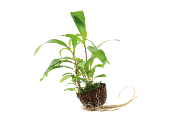 Hygrophila corymbosa 'Siamensis 53B'