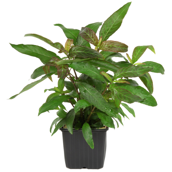 Hygrophila corymbosa "Siamensis" - Mutterpflanze