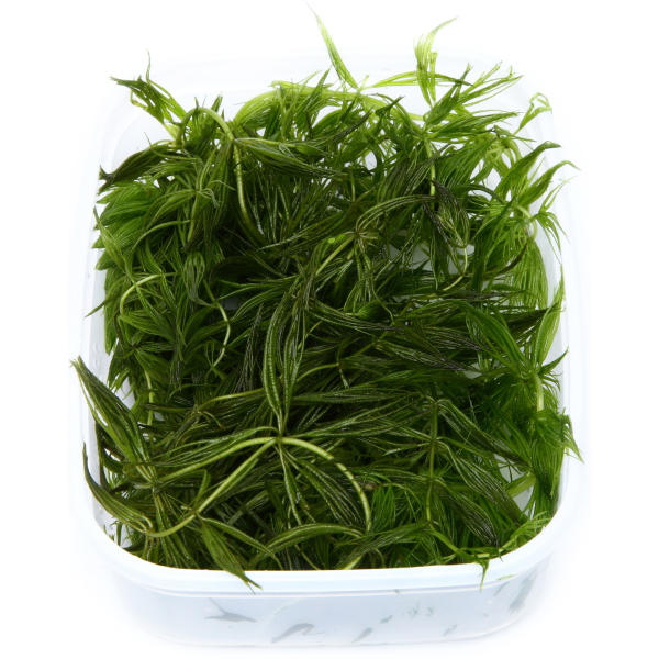 Ceratophyllum demersum "Foxtail"