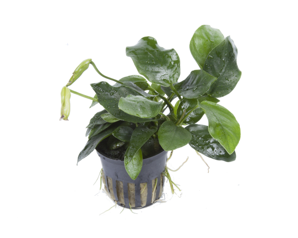 Anubias barteri var. nana