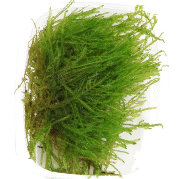 Taxiphyllum sp. "Spiky"