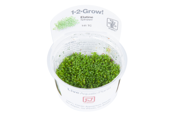 1-2-GROW Elatine hydropiper