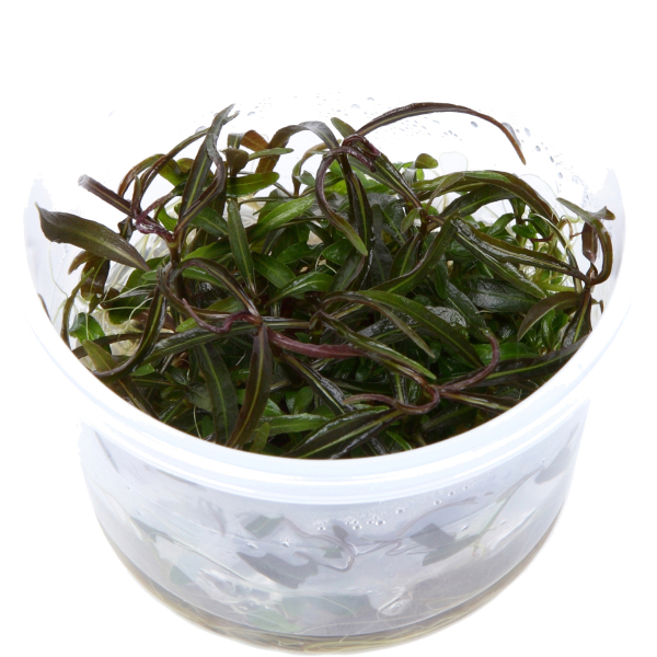 1-2-GROW Hygrophila lancea "Araguaia"