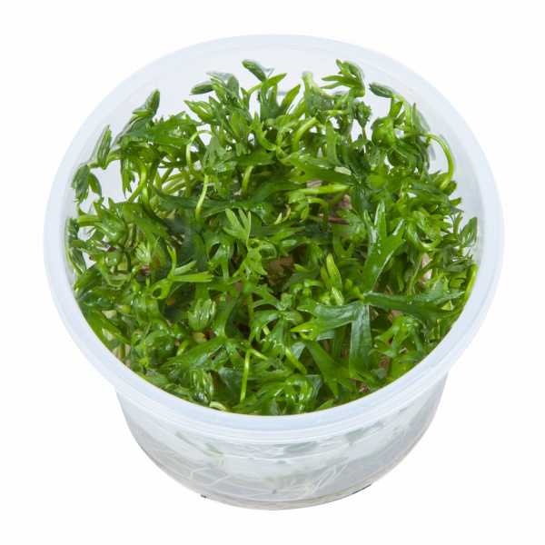 1-2-GROW Ranunculus inundatus