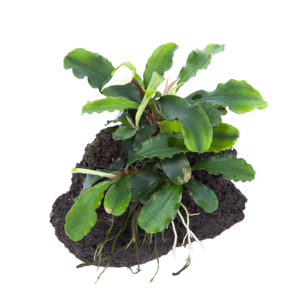 Bucephalandra pygmaea "Wavy Green" auf Lavastein