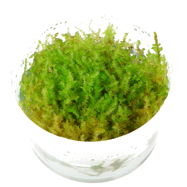 1-2-GROW Vesicularia montagnei 'Christmas Moss'