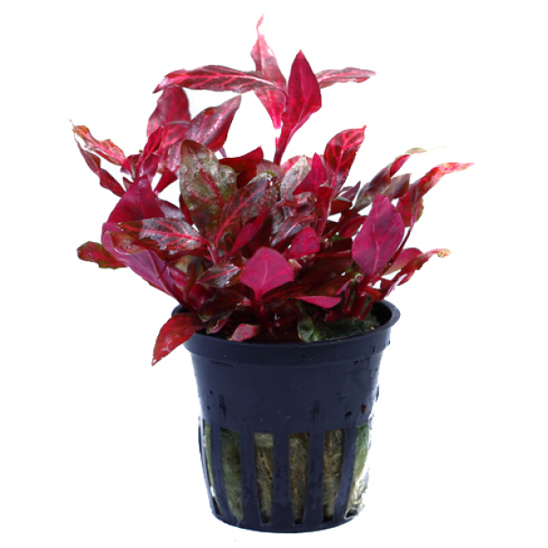 Alternanthera reineckii "Rosanervig"