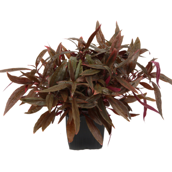 Alternanthera reineckii "Pink" - Mutterpflanze