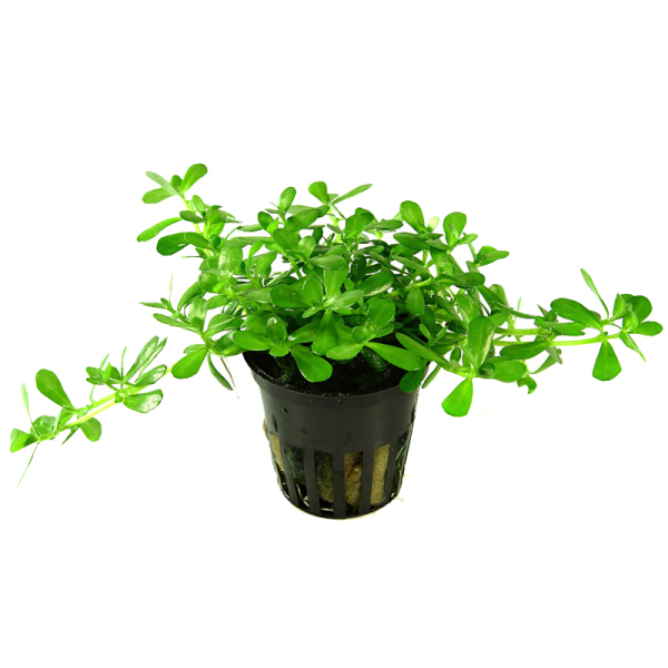 Bacopa monnieri "Compact"