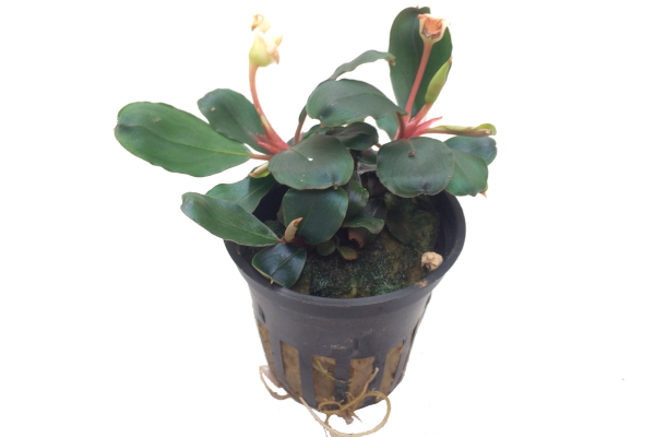 Bucephalandra sp. "Red"