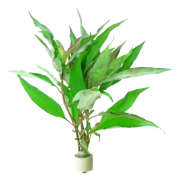 Hygrophila corymbosa im Bund - 5 Stück