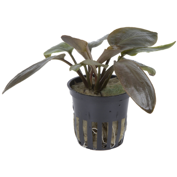 Lagenandra meeboldii "Red"