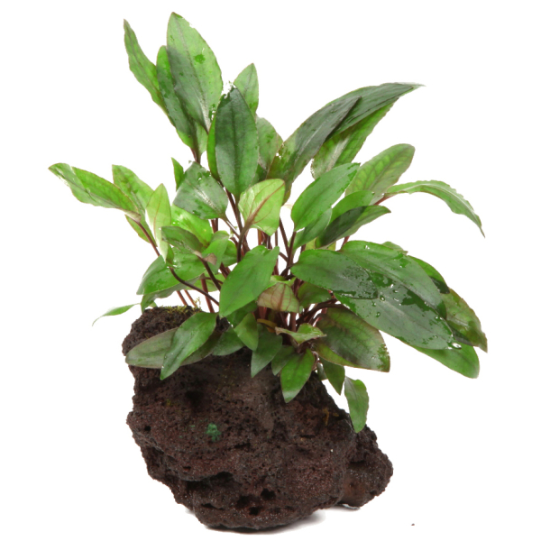 Cryptocoryne  beckettii "Petchii" auf Lavastein