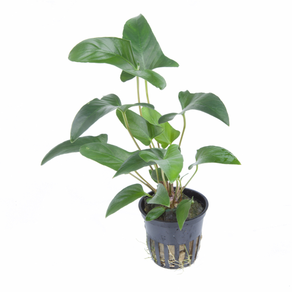 Anubias 3er Mix