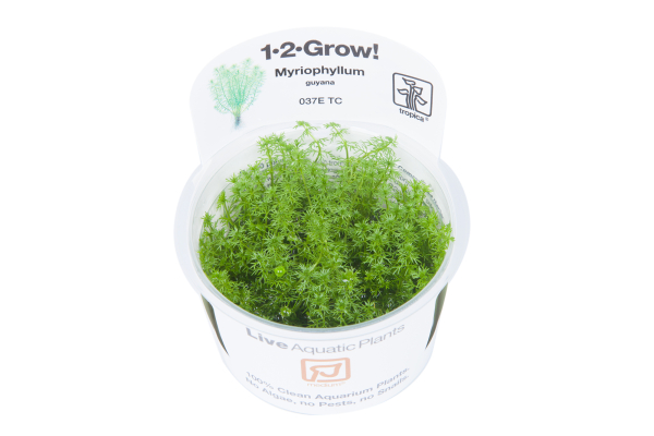1-2-GROW Myriophyllum "Guyana"