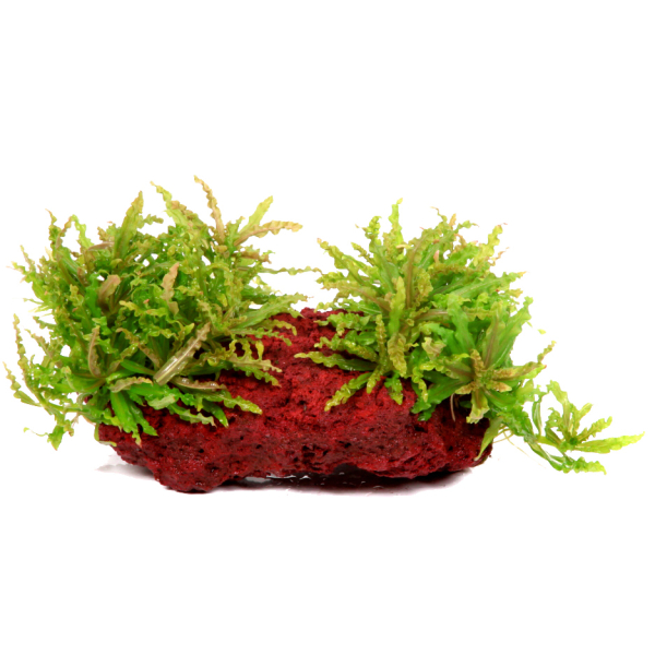 Pogostemon helferi auf Lavastein