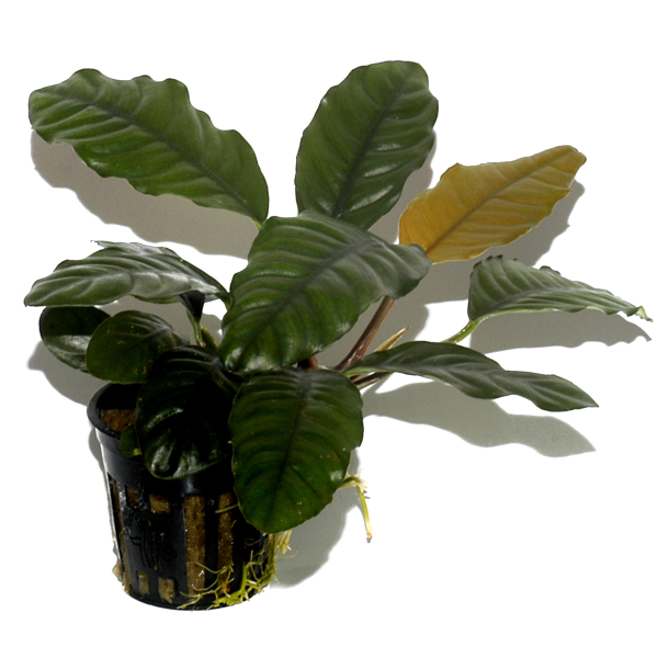 Anubias barteri "coffeefolia"