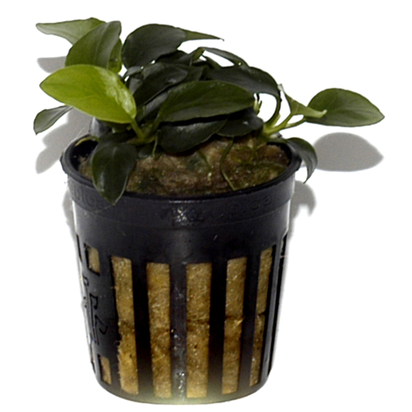 Anubias bartri "petite"