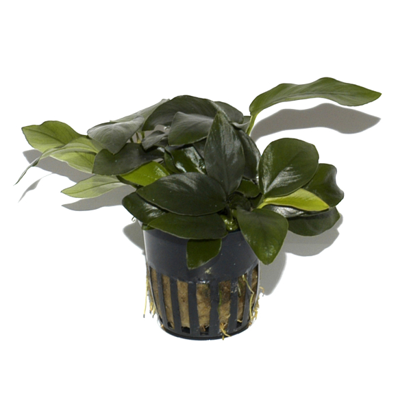 Anubias barteri var. nana