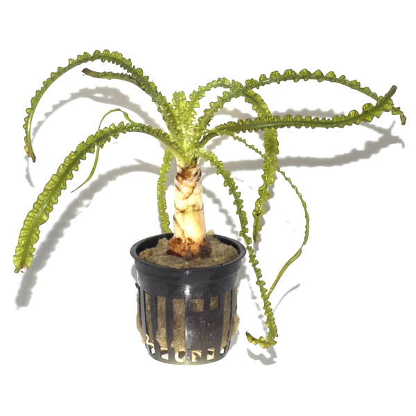 Crinum calamistratum