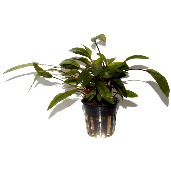 Cryptocoryne undulata ''broad leaves''