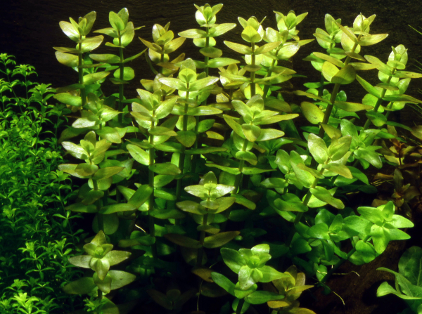 1-2-GROW Bacopa Caroliniana