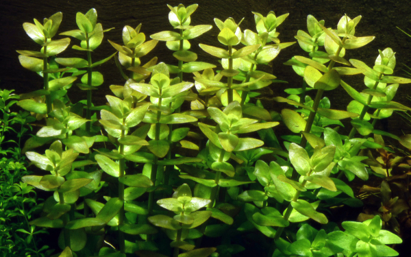 Bacopa caroliniana im Bund