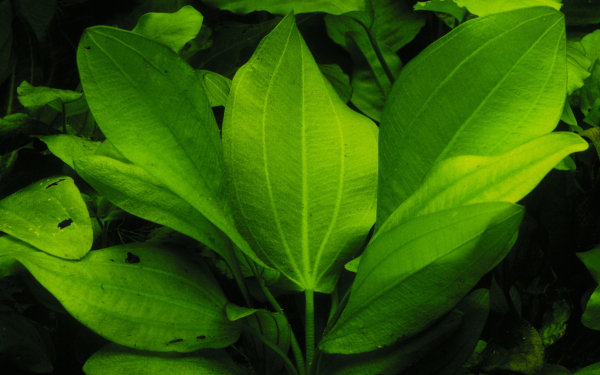 Echinodorus cordifolius "Fluitans"