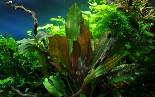 Echinodorus "Reni"