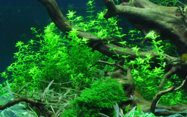 Micranthemum glomeratum